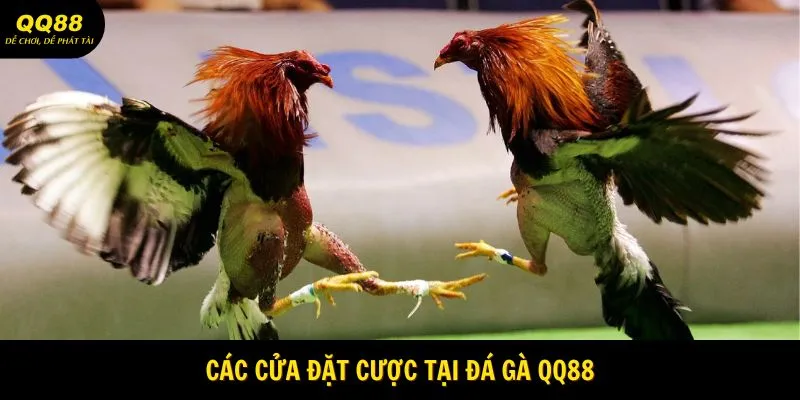 Các cửa đặt cược tại đá gà QQ88