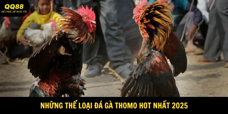 Đá Gà Thomo - Trường Đấu Gà Cực Hot Tại QQ88 3 Những thể loại đá gà Thomo hot nhất 2025