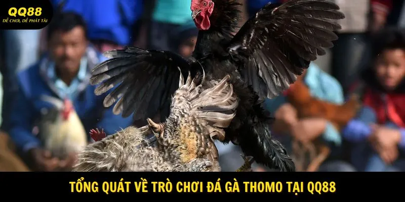 Đá Gà Thomo - Trường Đấu Gà Cực Hot Tại QQ88 1 Tổng quát về trò chơi đá gà Thomo tại QQ88