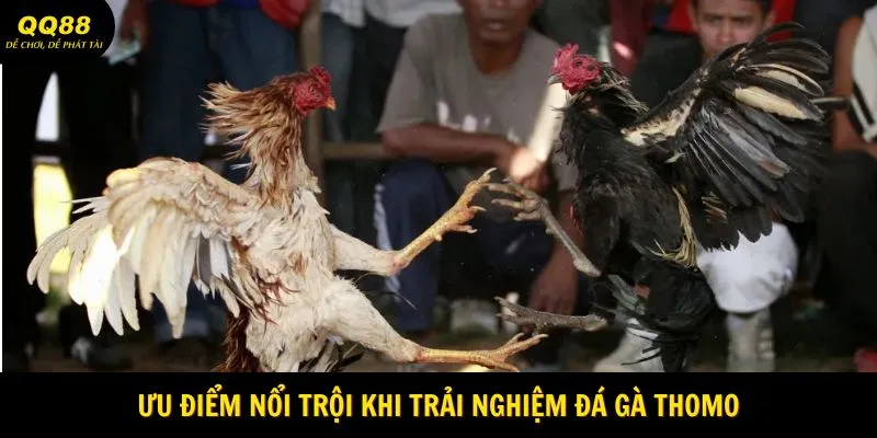Đá Gà Thomo - Trường Đấu Gà Cực Hot Tại QQ88 2 Ưu điểm nổi trội khi trải nghiệm đá gà Thomo